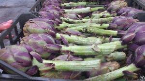 globe artichokes egypt