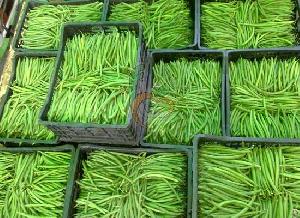 Egyptian Fresh Green Beans By Fruit Link