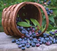 Bilberry Extract Supplier