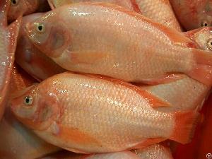 Frozen Red Tilapia