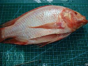 Frozen Red Tilapia Wgs