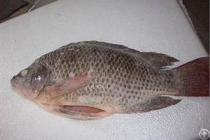 Frozen Tilapia Wgs