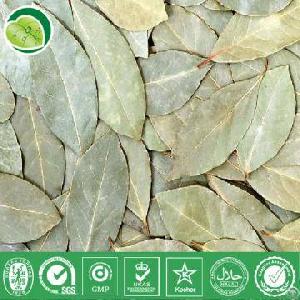 bay leaf extract