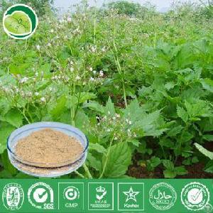 Valerian Root Extract