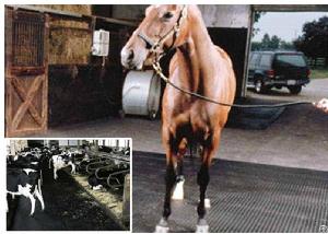 Stable Rubber Mat