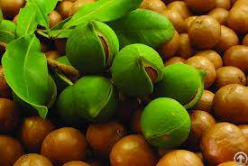 Wholesale Supplier Of Bulk 100% Extra Virgin Argan Oil