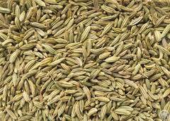 Fennel Seeds