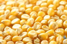 maize corn