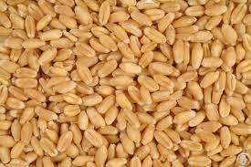 Wheat Grains