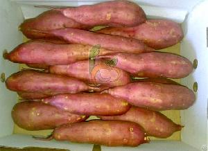 Fresh Egyptian Sweet Potato