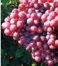 Sell Grape Seed Extract