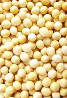 soybean extract