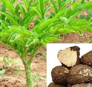 azadirachtin fertilizer