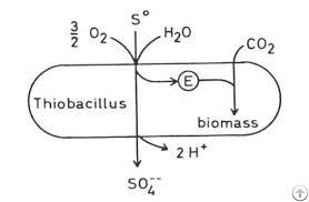 Sulphur Solubilizing Bacteria