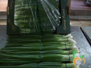 egyptian spring onions