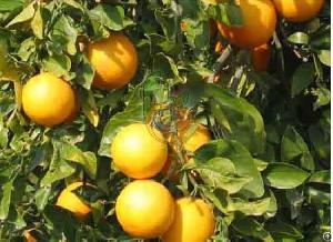 Fresh Egyptian Baladi Oranges