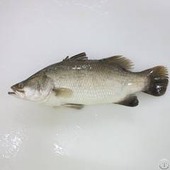 frozen barramundi