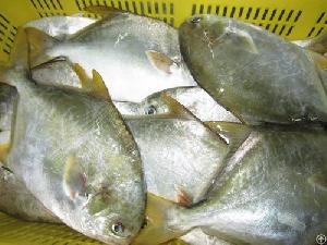 Frozen Golden Pompano