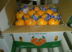 Egyptian Navel Orange By Fruit Link