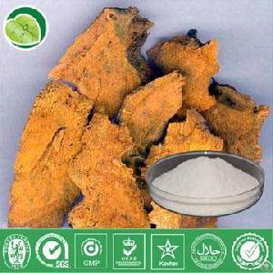 polygonum cuspidatum extract