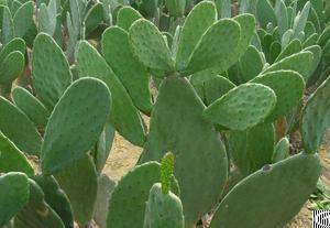 Cactus Extract