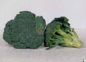 Egyptian Fresh Broccoli By Fruit Link