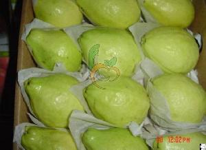 egyptian guava fruit link