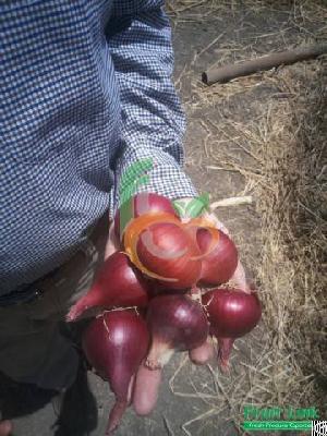 Egyptian Red Onions By Fruit Link