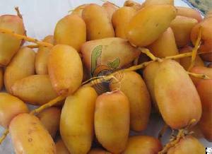 Fresh Egyptian Samani Dates