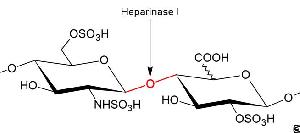 heparinase