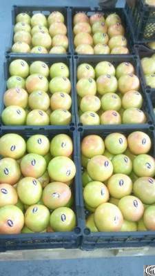 egyptian grapefruit fruit link