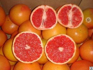 Egyptian Fresh Navel Orange By Fruit Link