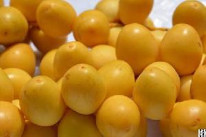 egyptian barhi dates