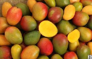 Fresh Egyptian Mangos