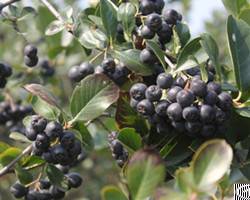 aronia extract bilberry bluberry mulberry cranberry anthocyanidin