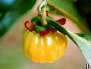 garcinia cambogia extract lose ingredient hydroxycitric acid 50 exporter