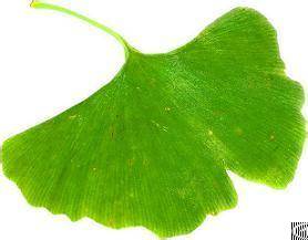 Ginkgo Biloba Extract Flavone Glycosides 24% Total Ginkgolides 6% Export Wordwide