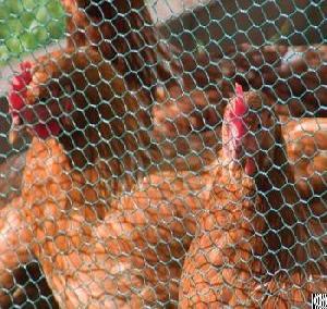 hexagonal mesh chicken