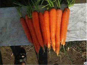 Carrots By Wholesale For Export