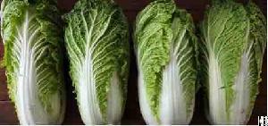 Celery Cabbage Chinese Cabbage By Wholesale For Export