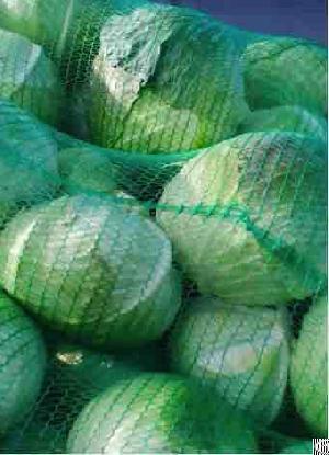 cabbage wholesale