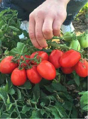 Tomatoes Red Plum-shaped