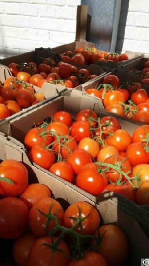 Tomatoes Red Round