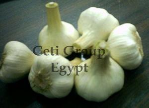 Egyptian Garlic Offer