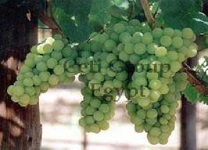 egyptian table grapes