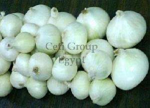 egyptian onion bulb