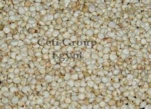 sorghum vulgar