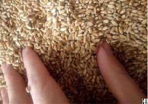wheat 3 grade