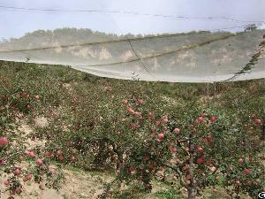 agriculture insect