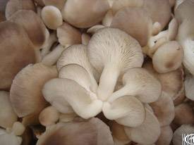 Brown Oyster Mushroom From Viet Nam